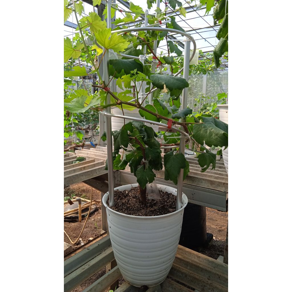 Tabulampot Anggur Julian