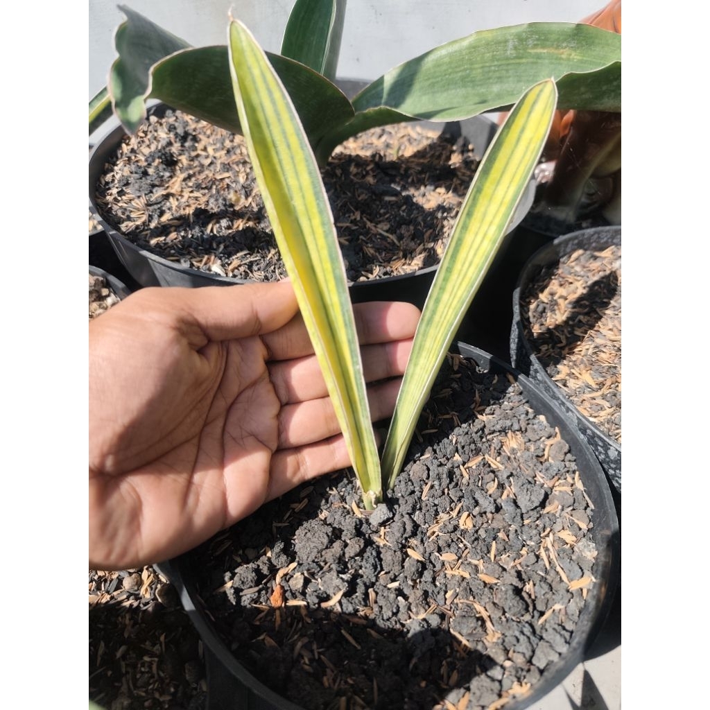 Sansevieria Hallii Baseball Varigata