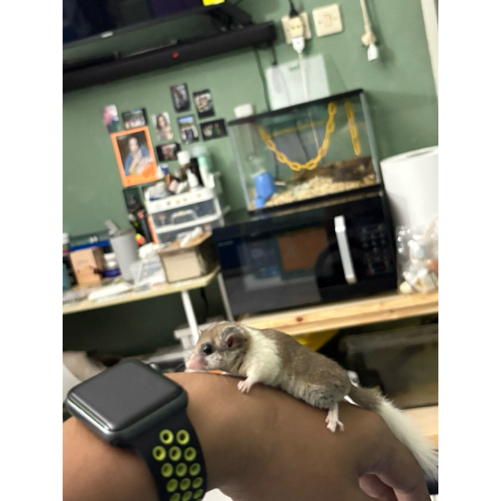 african pygmy dormice mozaic betina