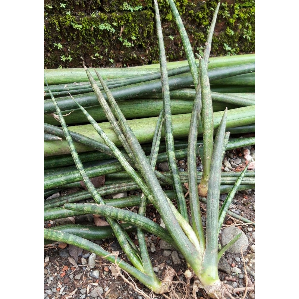 Sansevieria/Lidah Mertua Cylindrica