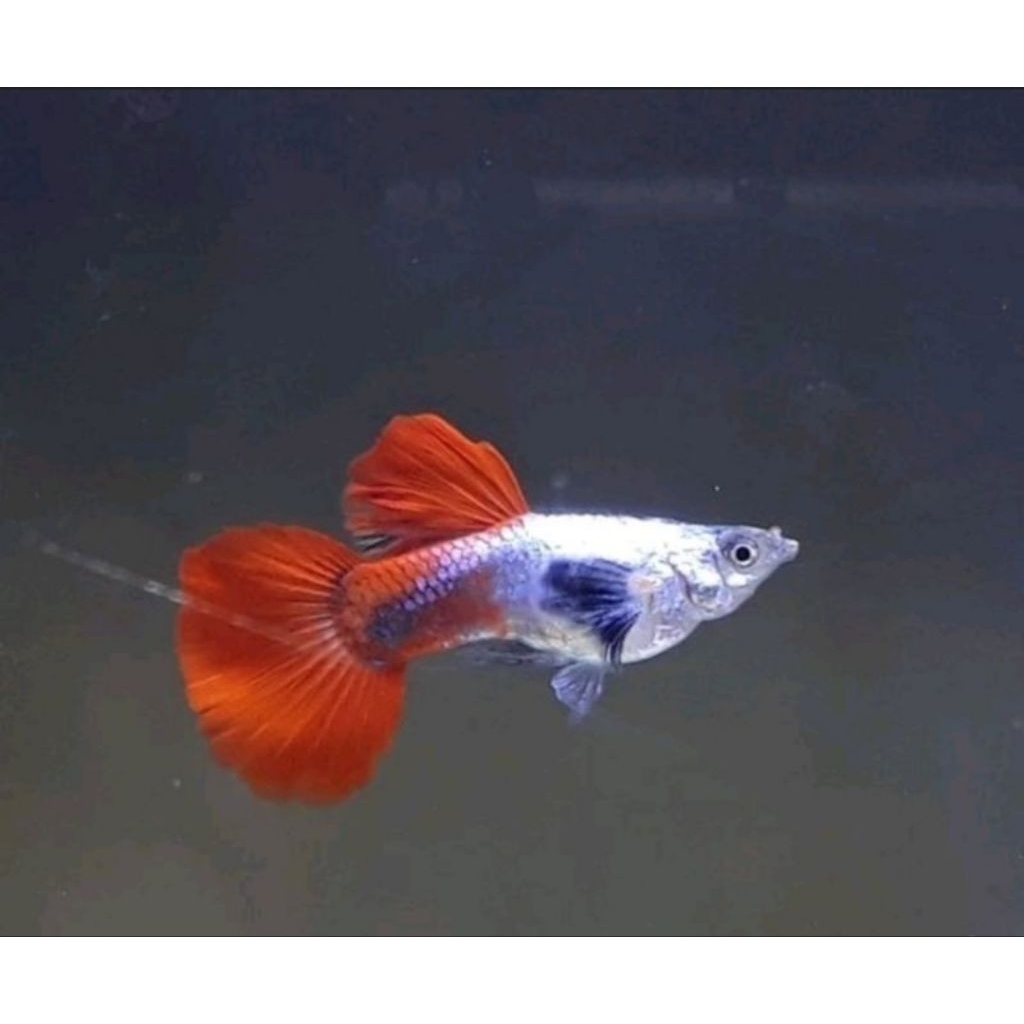 ikan hias Guppy prtde jantan dan betina