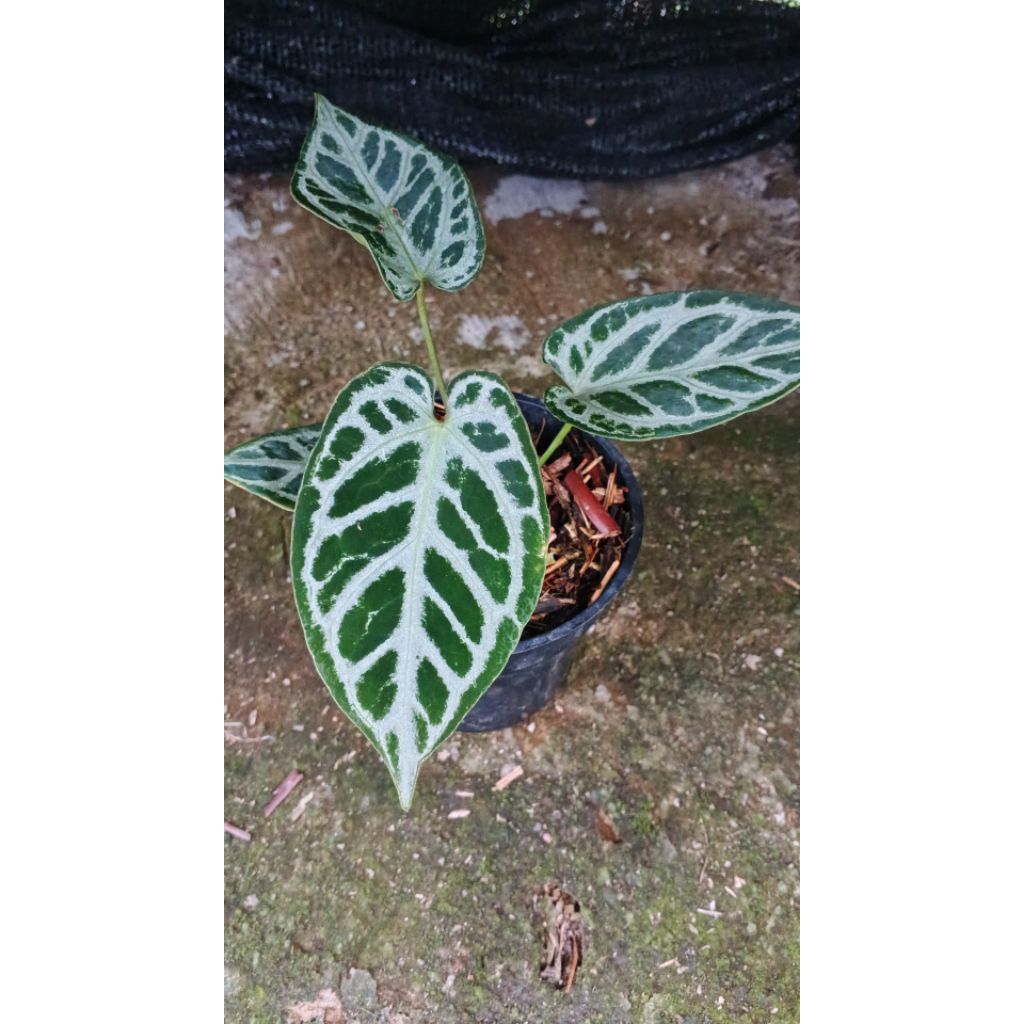 anthurium red tiger x silver tiger