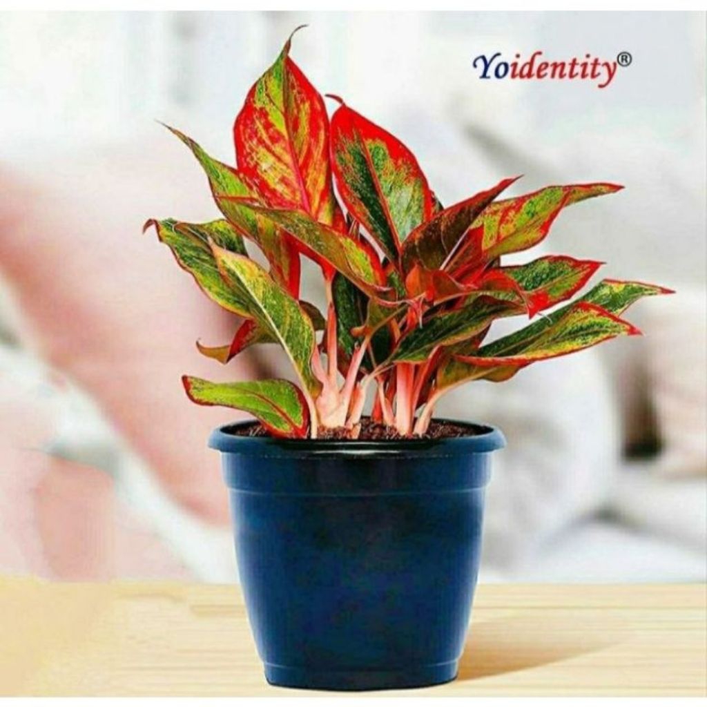 Tanaman Aglonema Lipstik/Aglo LIpstik