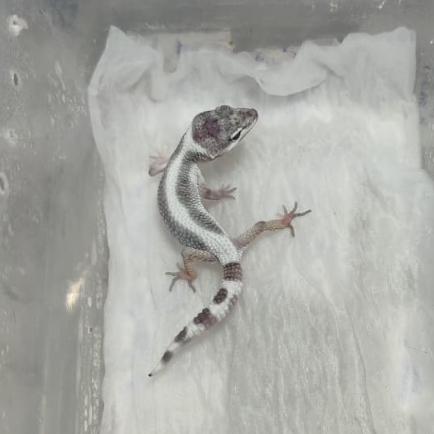 KARTU MAINAN L.GECKO MS LF STRIPE T128