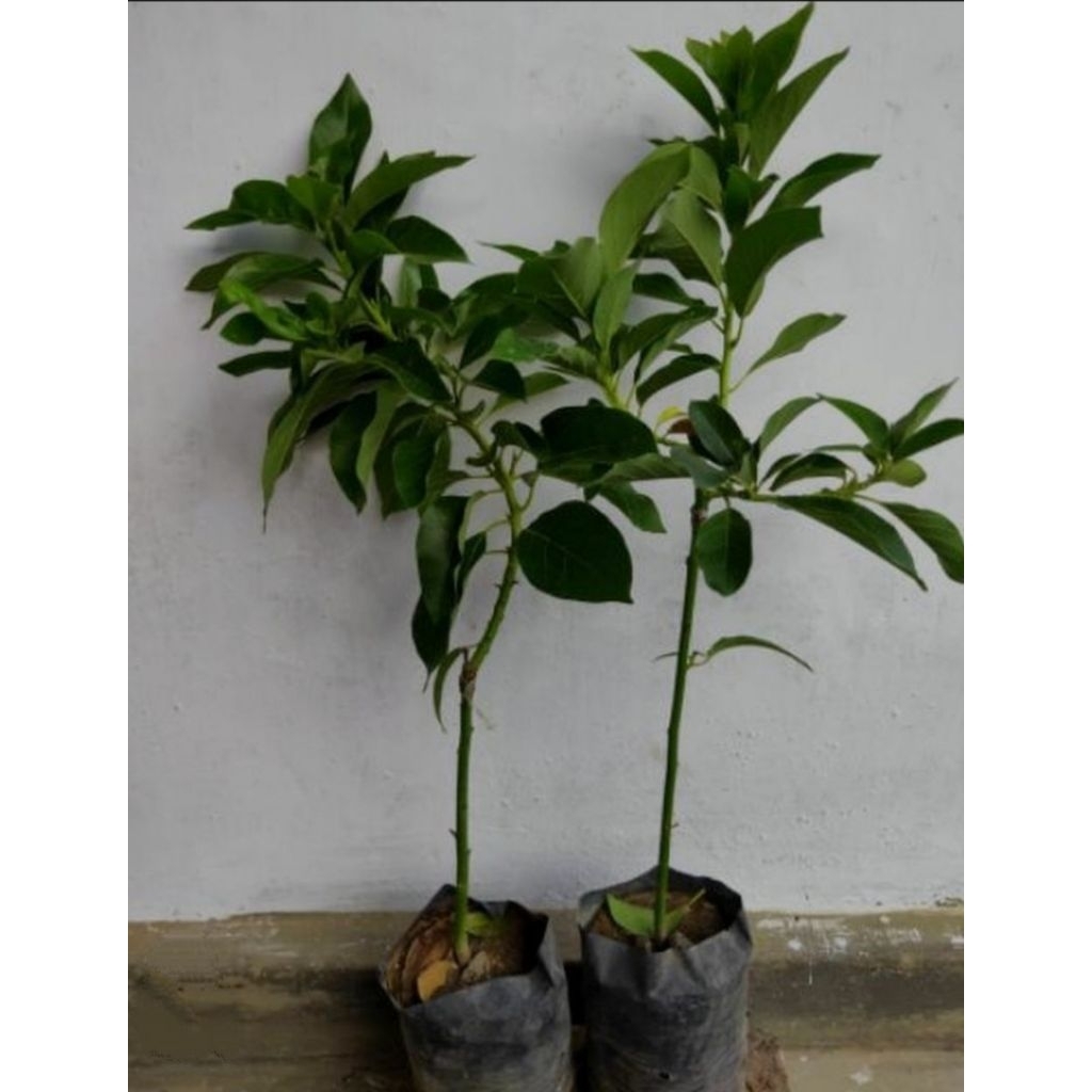 bibit alpukat aligator jumbo 1 meter,bibit alpukat aligator 1 meter