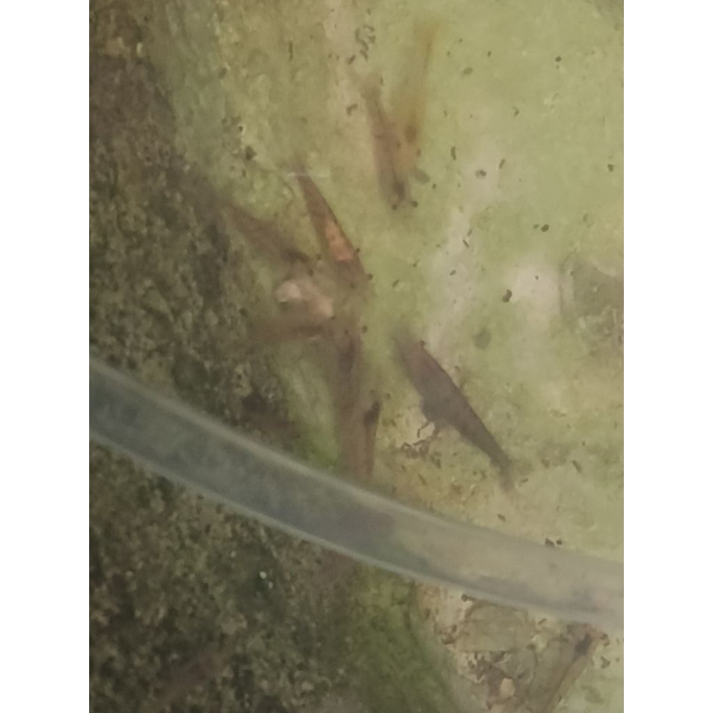 stiker udang hias red cherry