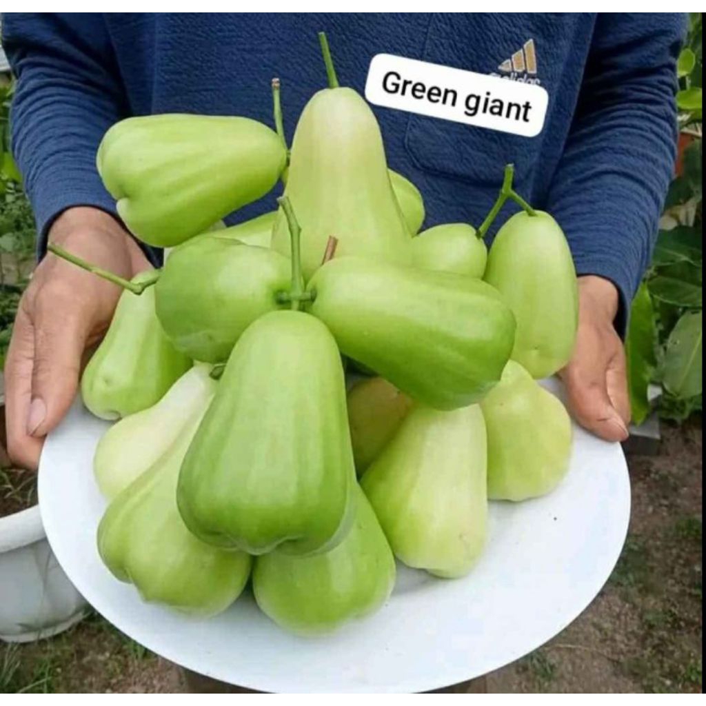 bibit  jambu air green giant