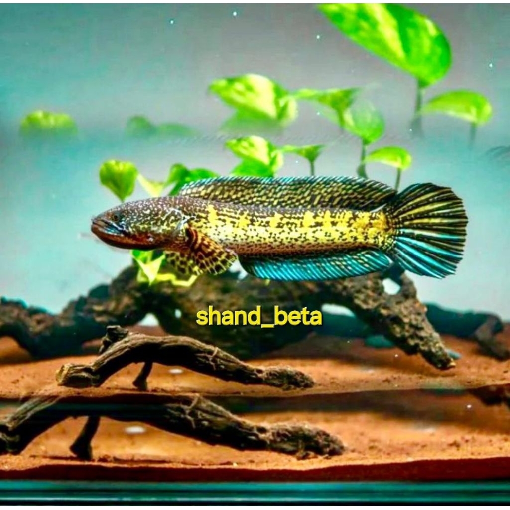 Auranti maculata CB size 3-6cm  + bonus pelet
