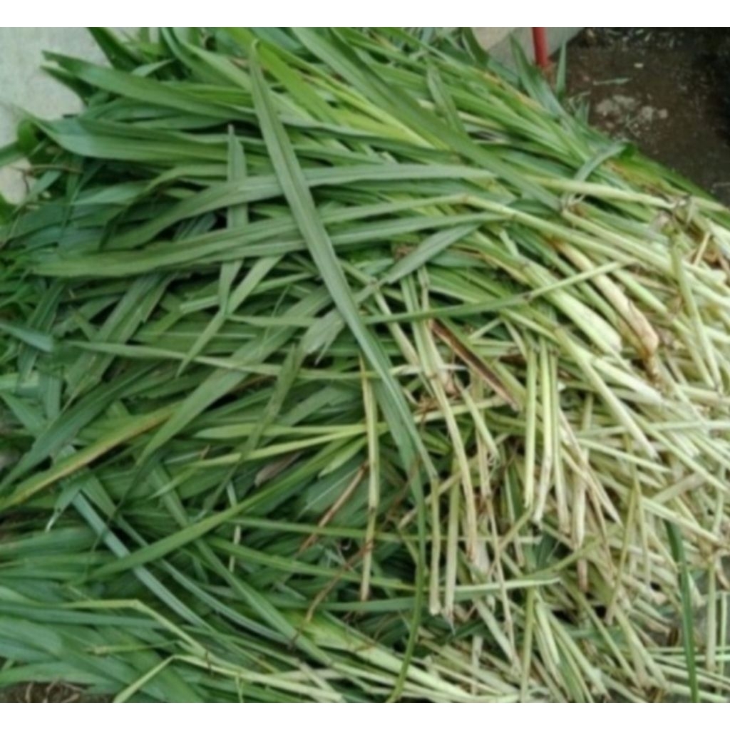 Rumput odot segar fresh