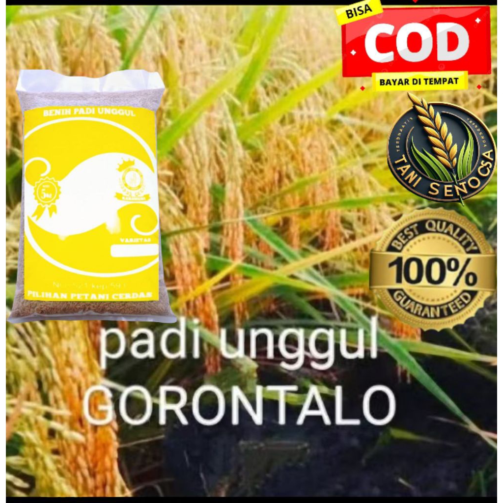 BENIH BIBIT PADI ASLI UNGGUL GORONTALO KEMASAN 5KG