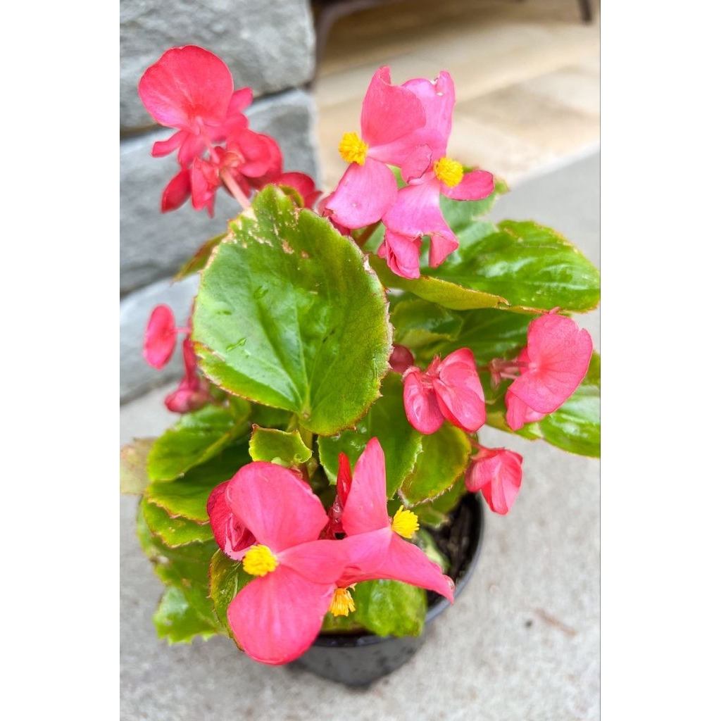 Promo COD Tanaman hias gantung begonia bunga pink daun hijau - begonia bunga - tanaman hias begonia 
