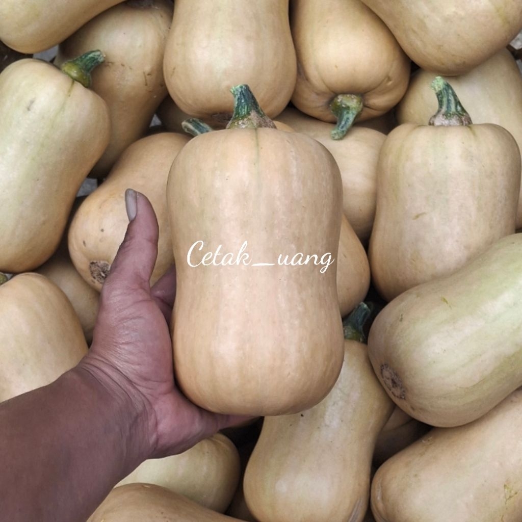 Butternut squash /Labu Madu Varietas Jacqueline 1pcs