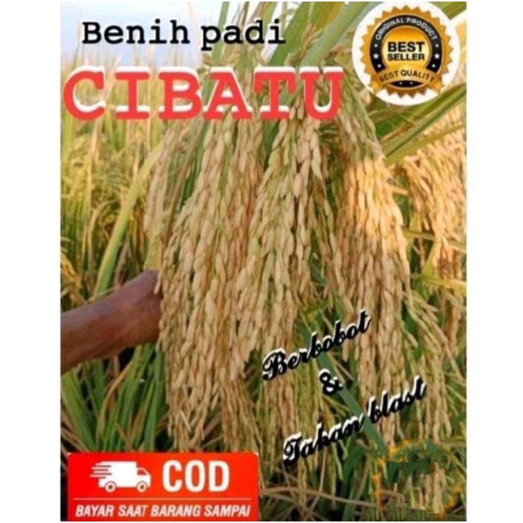 BENIH BIBIT PADI CIBATU 06