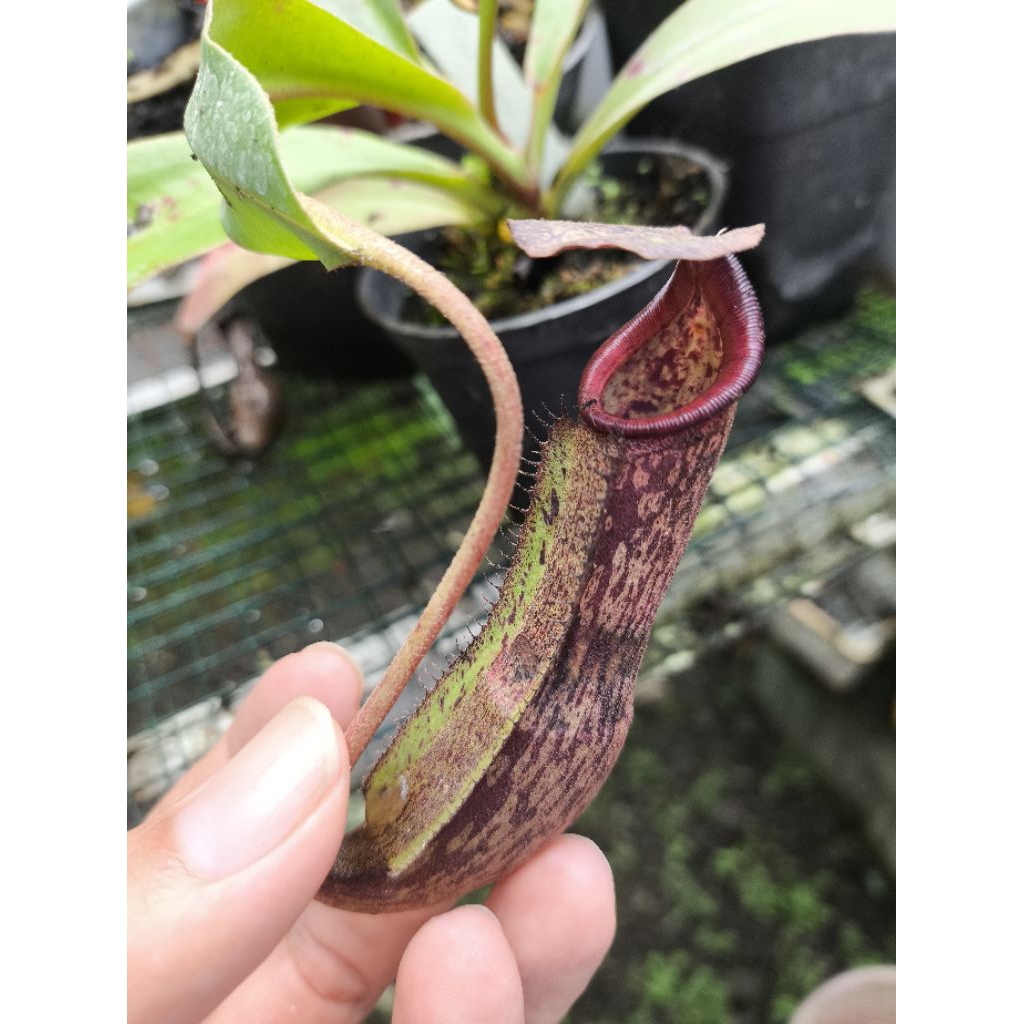 kantong semar nepenthes hibrid smilesi x Northiana murah sehat