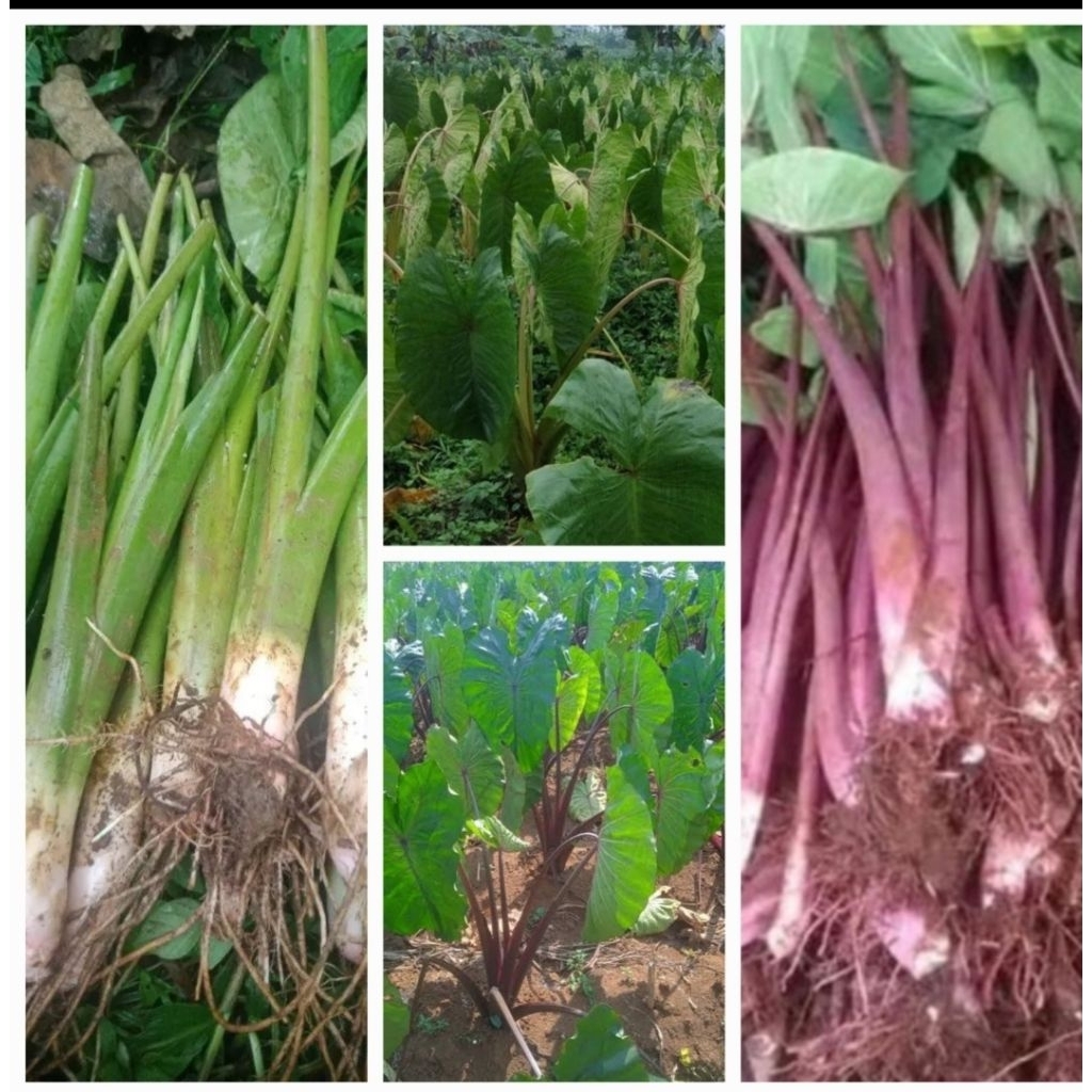 Bibit Unggulan Talas Bogor Mix Hijau-Merah  /10 Pohon 30-40CM [Green Farm Rumah Berkebun]