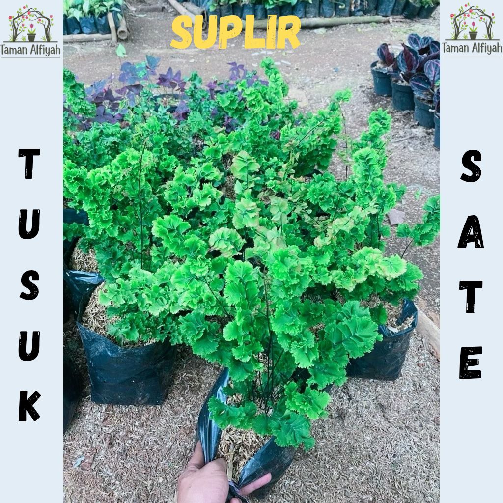 Tanaman Hias Suplir Tusuk Sate Atau Tanaman Suplir Keriting Asoka Tusuk Sate