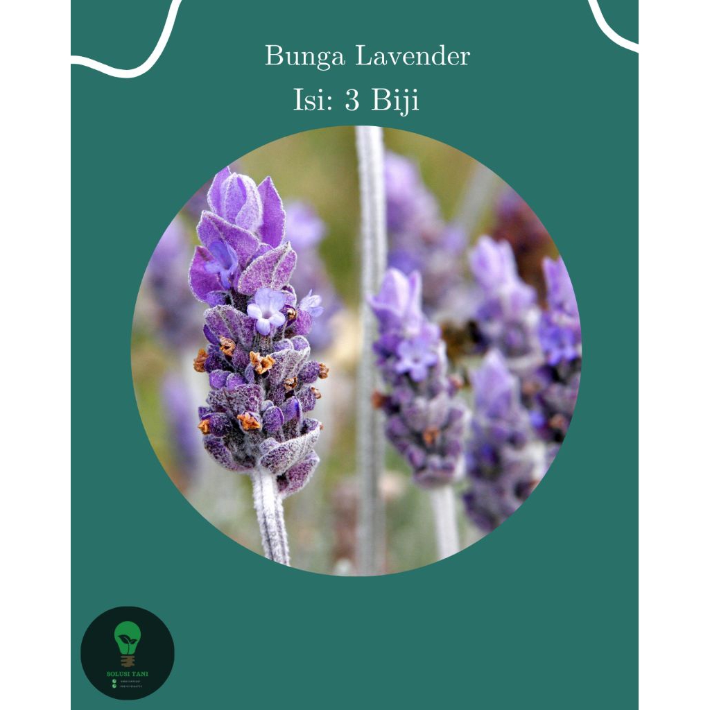Bibit Bunga Lavender