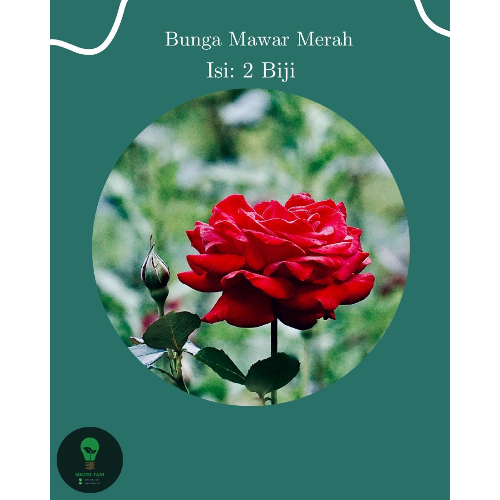 Bibit Bunga Mawar Merah
