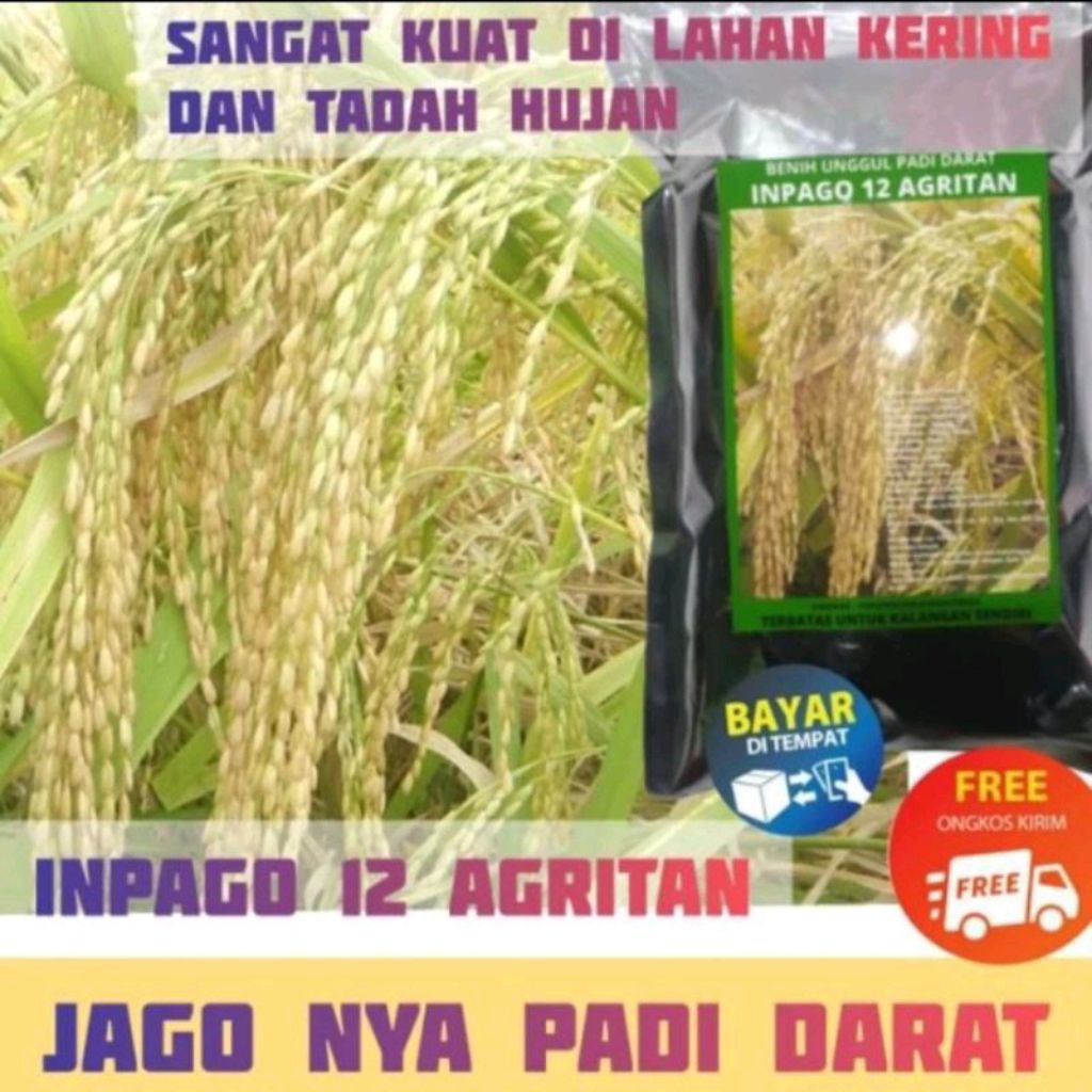 BENIH PADI INPAGO 12 AGRITAN KEMASAN 1KG