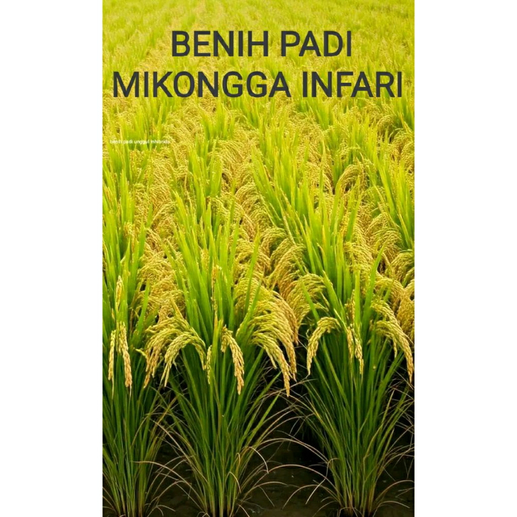 BENIH PADI MIKONGGA INFARI ( 5.KG)