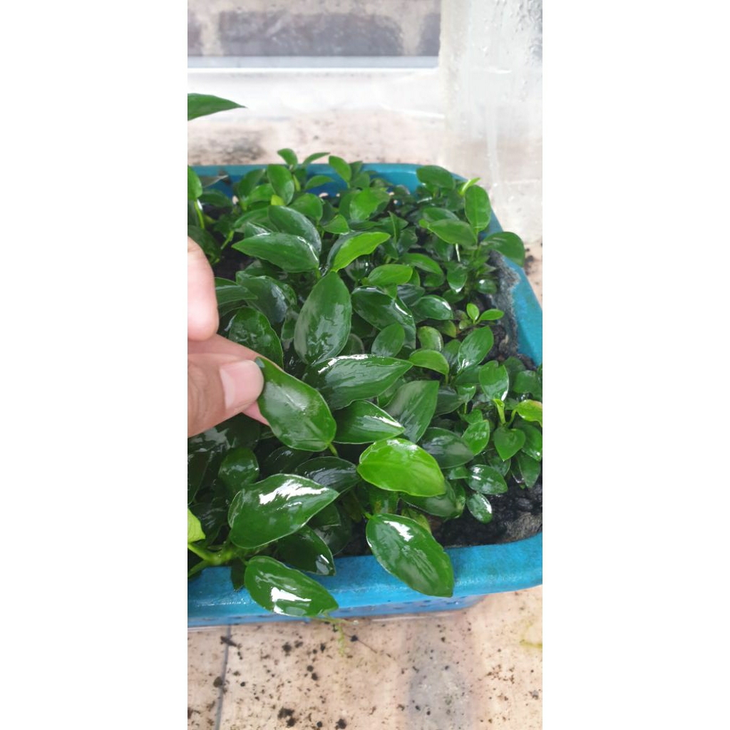 anubias petit