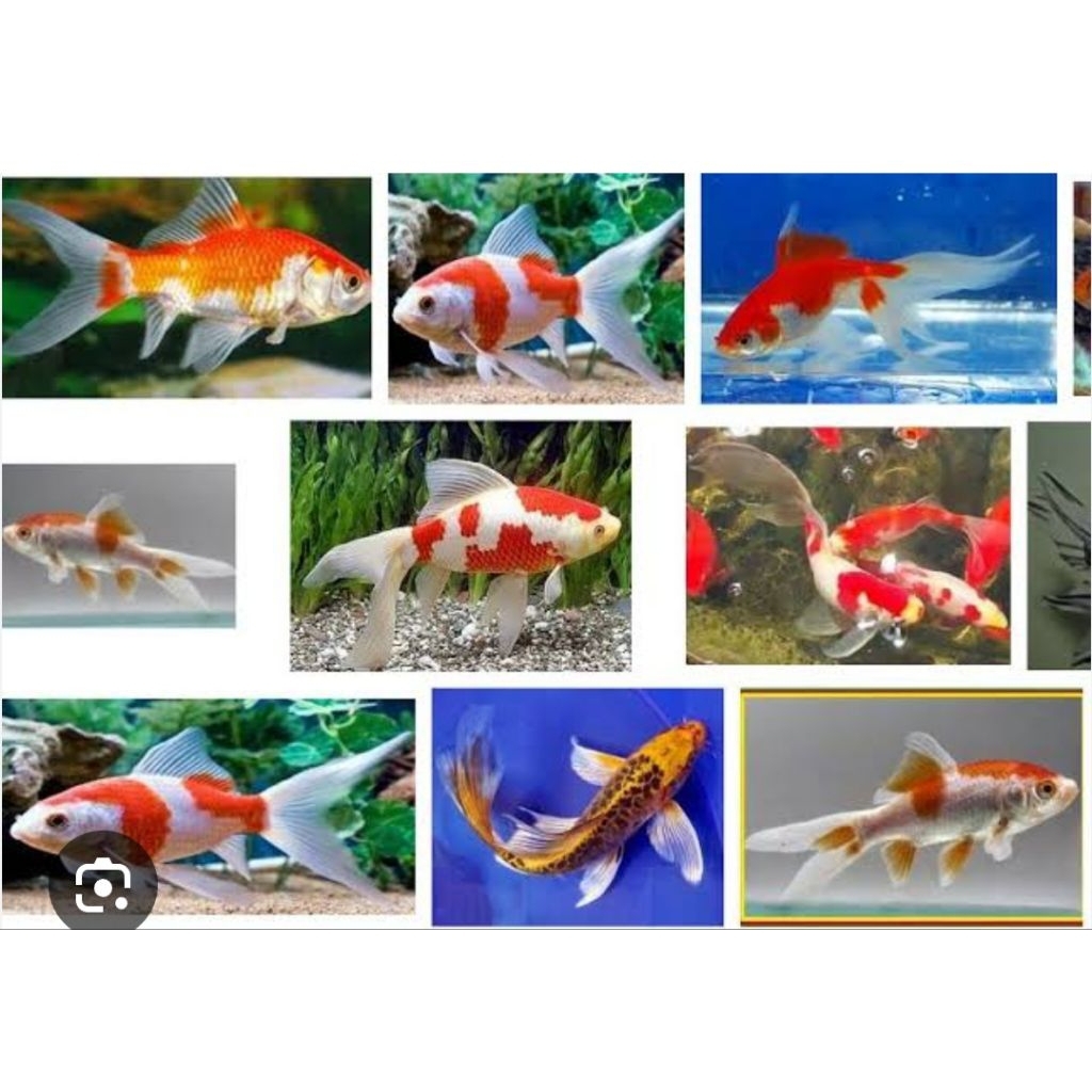 paket hemat semua jenis koi slyer dekorasi Akuarium komet/bokim/koi Blitar