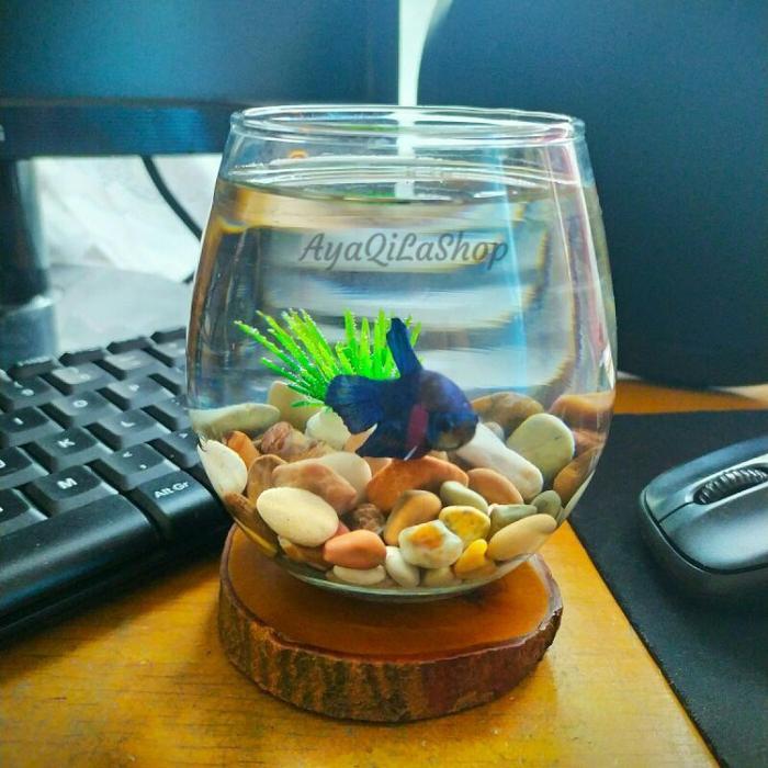 GARANSI PECAH | AQUARIUM CUPANG MINI BULAT DAN BATU ALAM UNIK ESTETIK IKAN KECIL GUPPY 1 PCS - AQUAR
