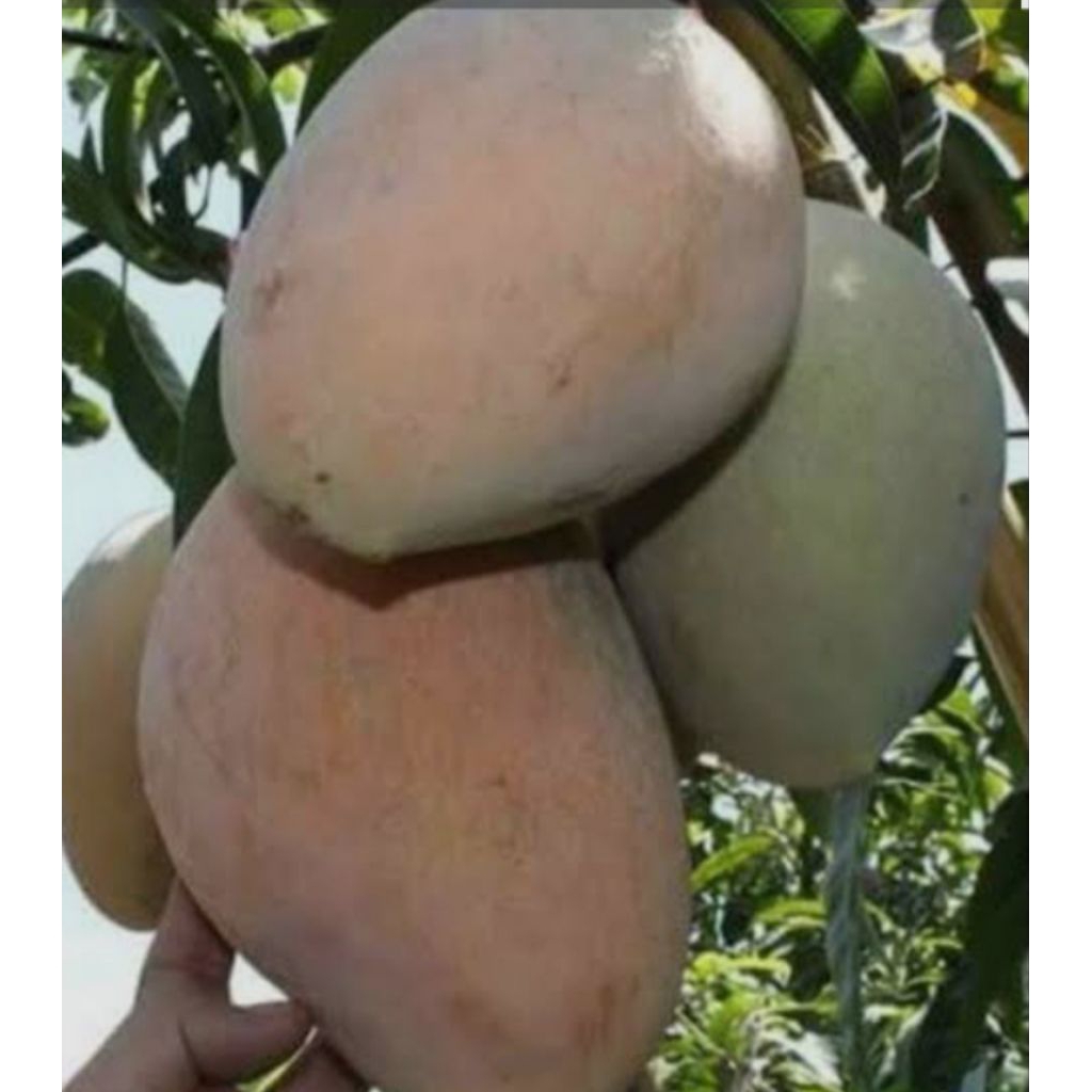 Entres mangga coconut pakistan. untuk grafting dan okulasi.