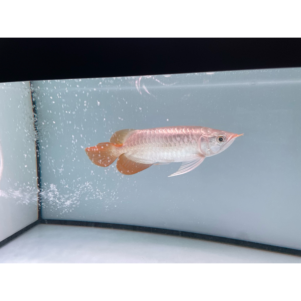 Arwana Super Red SB 20 cm up