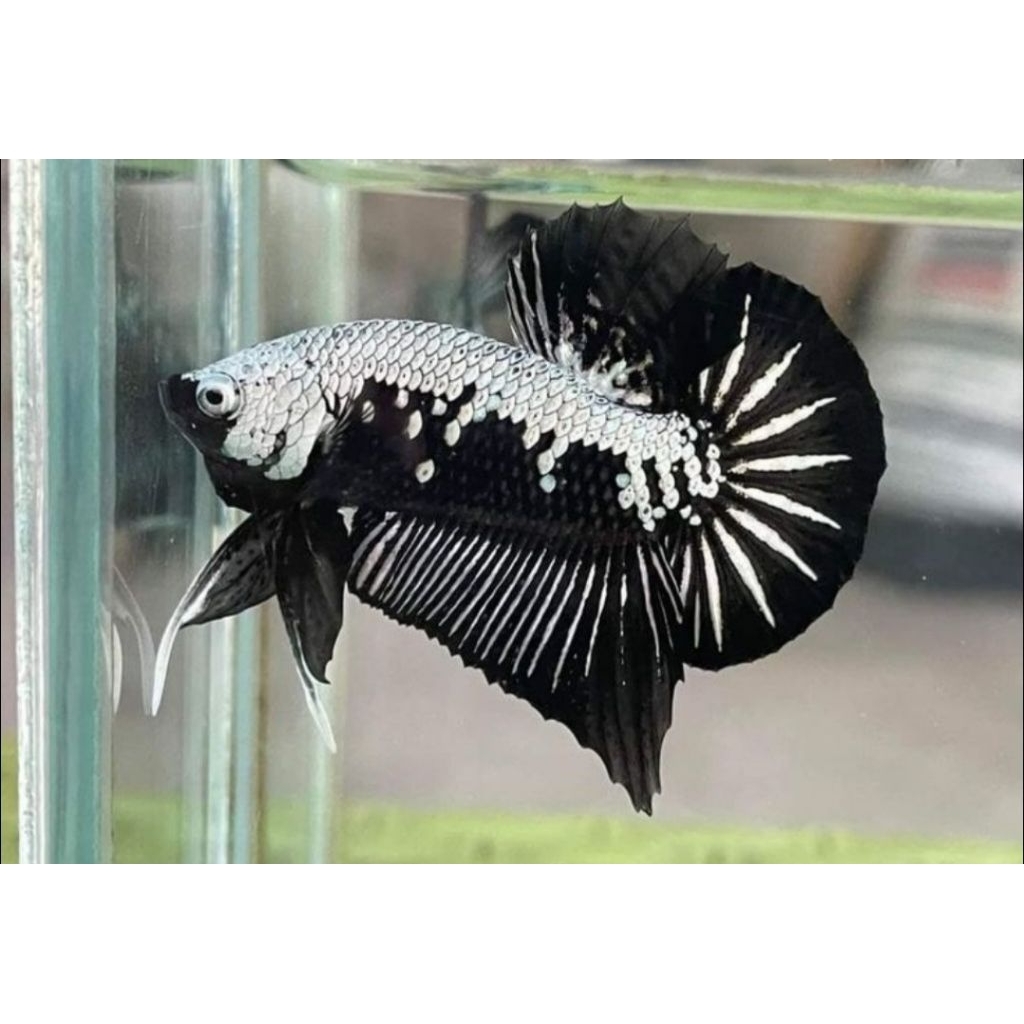 HIASAN AQUARIUM IKAN CUPANG PLAKAT BLACK SAMURAI ZISE L
