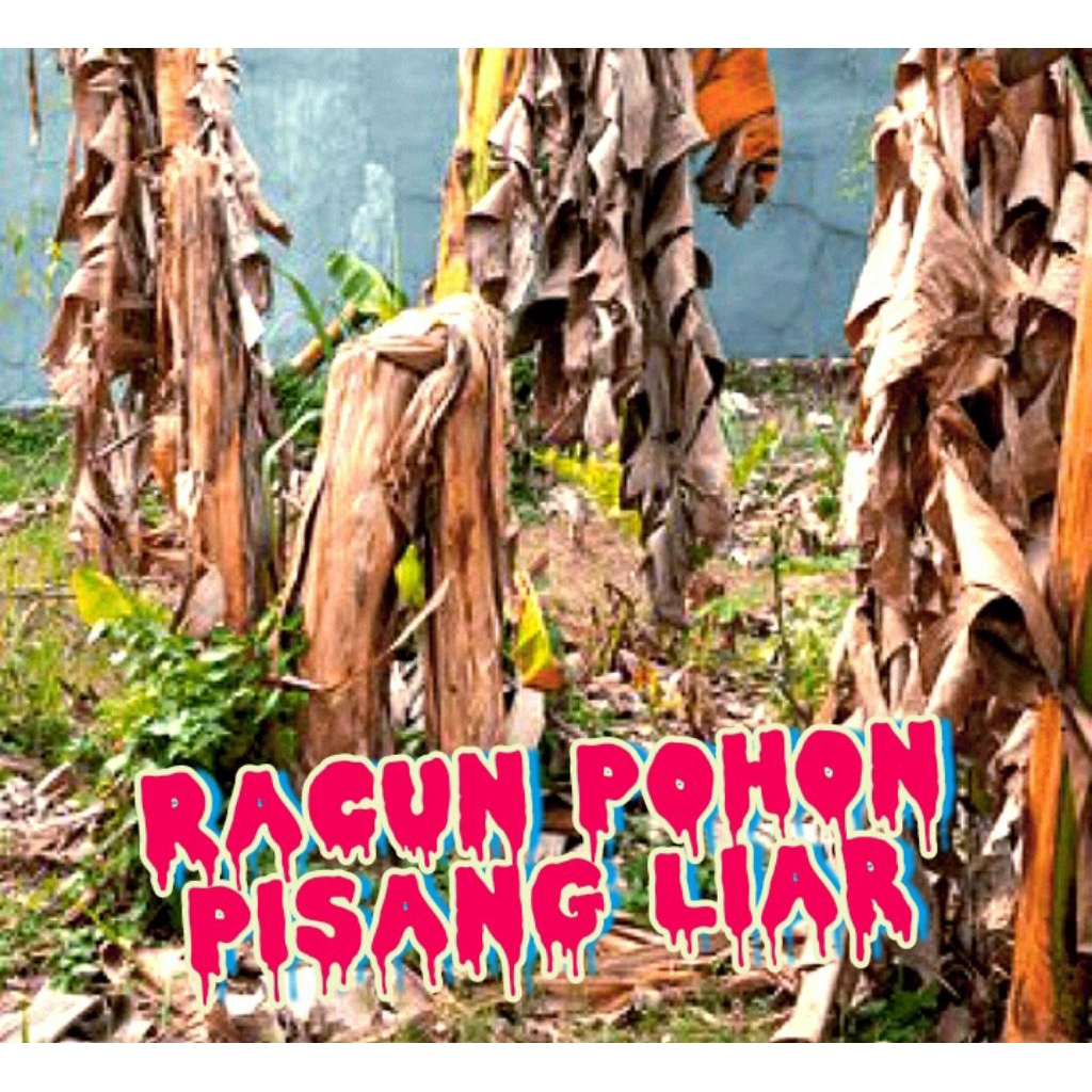 KAPAS Racun Pohon Pisang, Ampuh