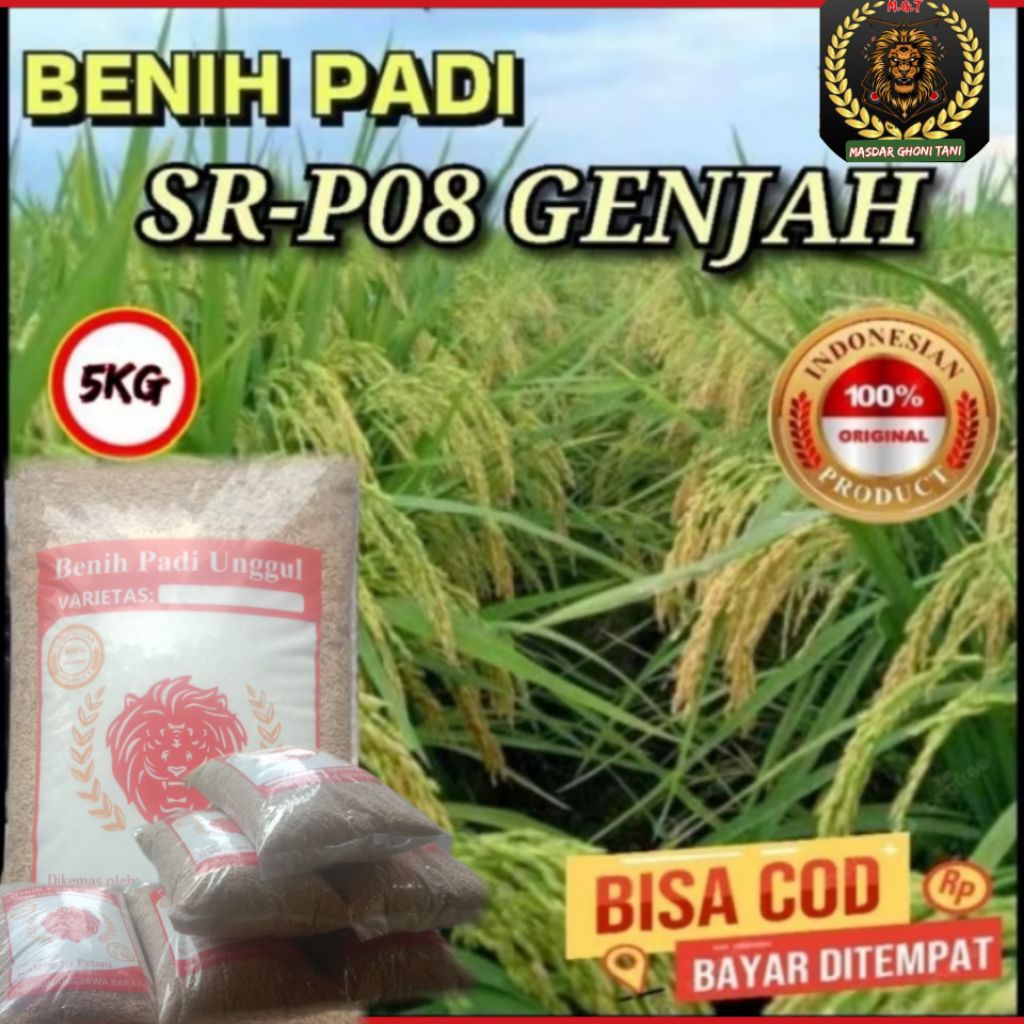 (5kg)Benih Bibit Padi SR P08 Kualitas Original