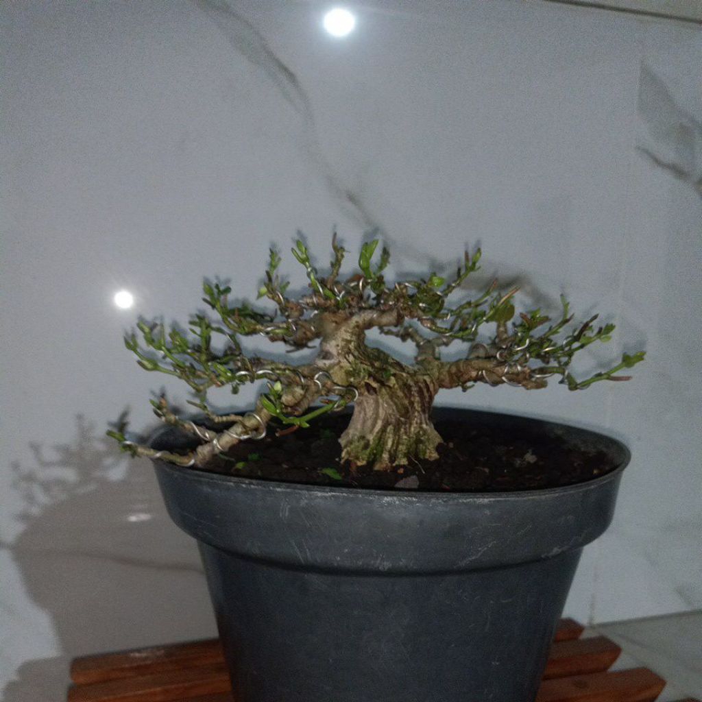 Bonsai Waru Mame, WARU TAIWAN Hibiscus tiliaceaus. sudah bendera merah