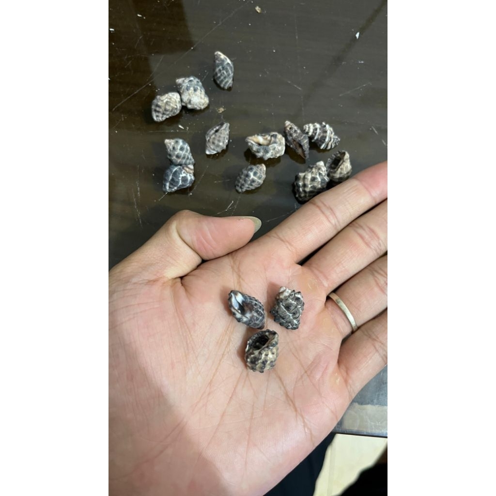 cangkang kelomang mini ukuran super kecil berbagai jenis