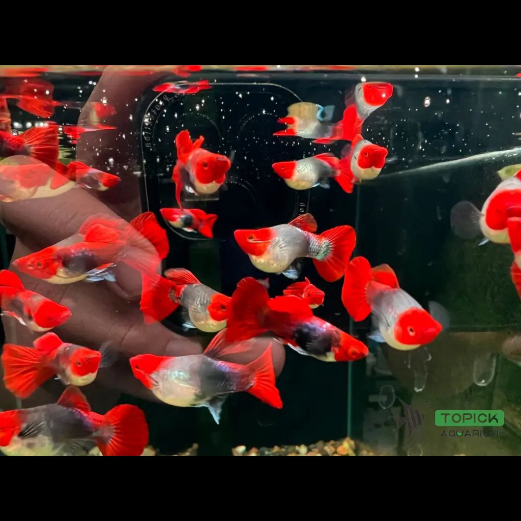 hiasan aquarium ikan Guppy tuxedo koi isi 10 5pasang