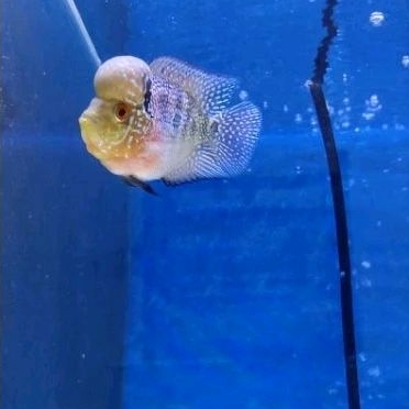 louhan srd 2jari sesuai pict sudah jenong khusus instan dan sameday