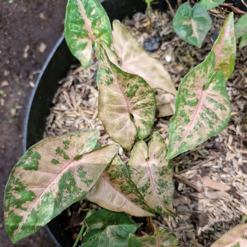 Syngonium pink flacked