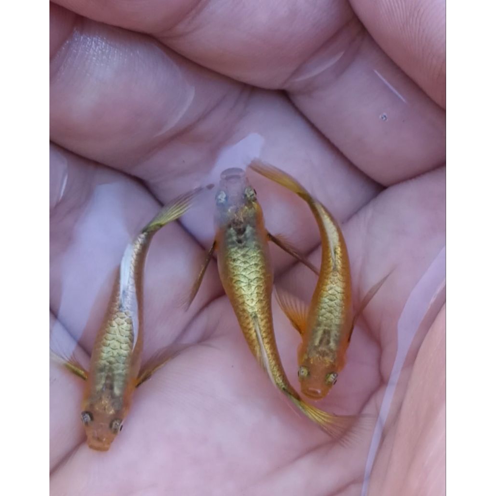 hiasan aquarium guppy full gold ribbon long ear(spasang)