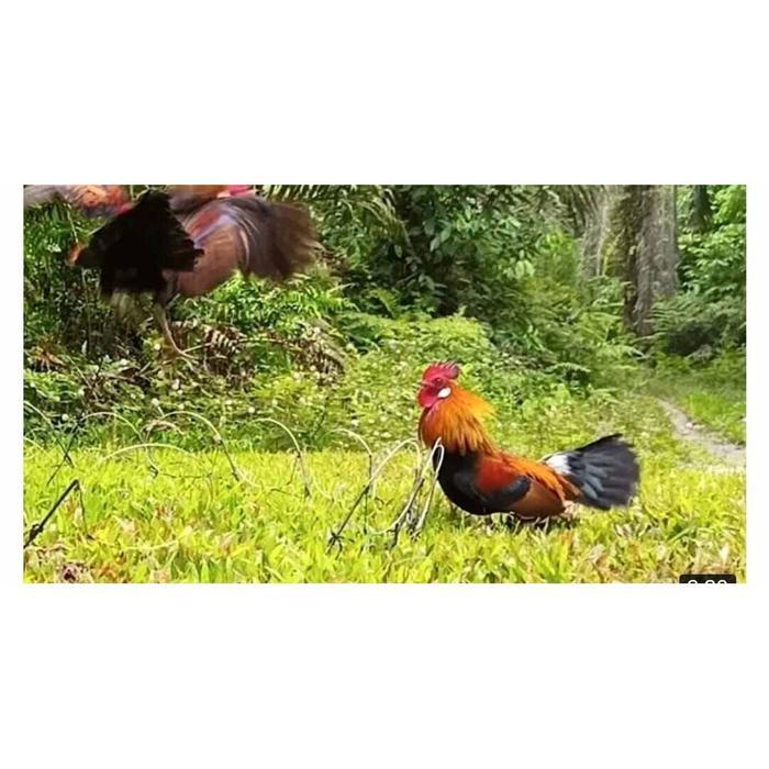 20 TIANG 40 MATA LOBANG RACIK AYAM HUTAN RACIT AYAM JERAT AYAMHUTAN JIRET AYAM MODEL KUPU KUPU