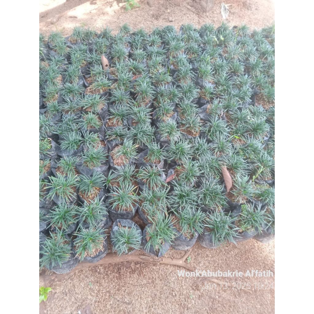 Kucai mini /Tanaman hias kucai mini