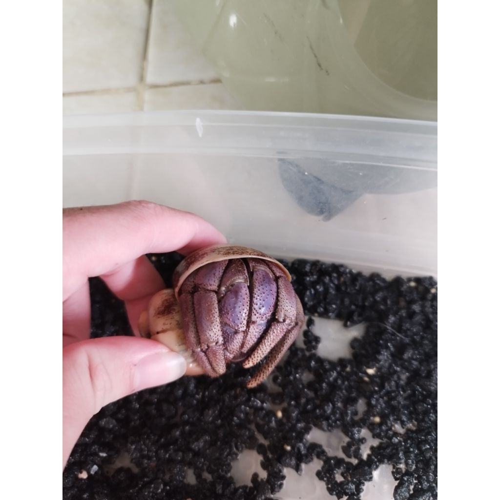 Kelomang Jumbo LILA 1E, Viola 1E,  Lila size XL 4 E Note : Pict pemanis