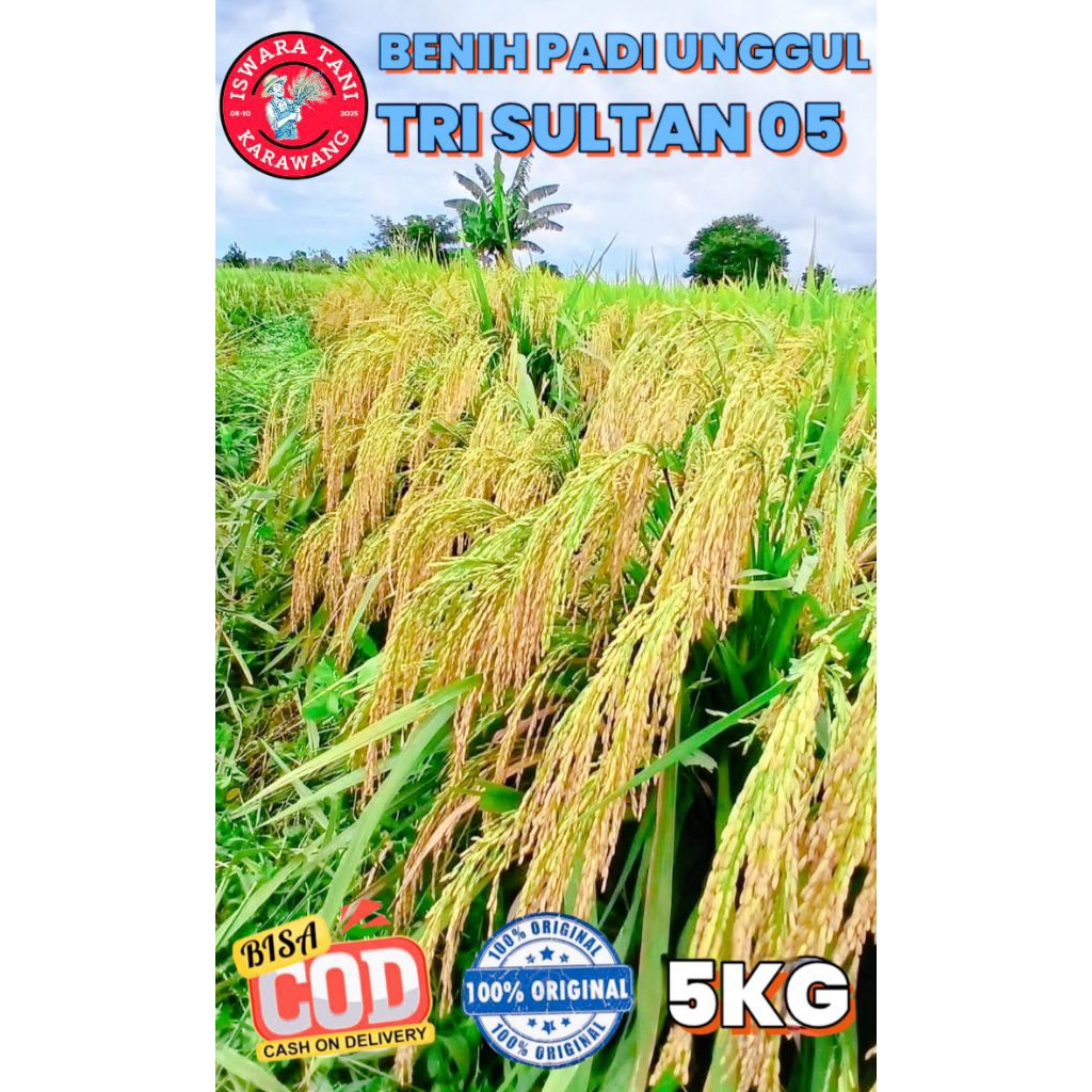 BENIH PADI UNGGUL BERKUALITAS TRI SULTAN 05 KEMASAN 5KG