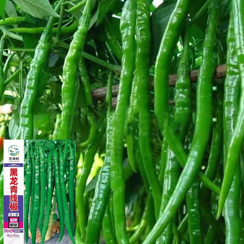 Benih Cabai Hijau Keriting Panjang 600 Biji F1 Import Dompolan Rimbun dan Lebat