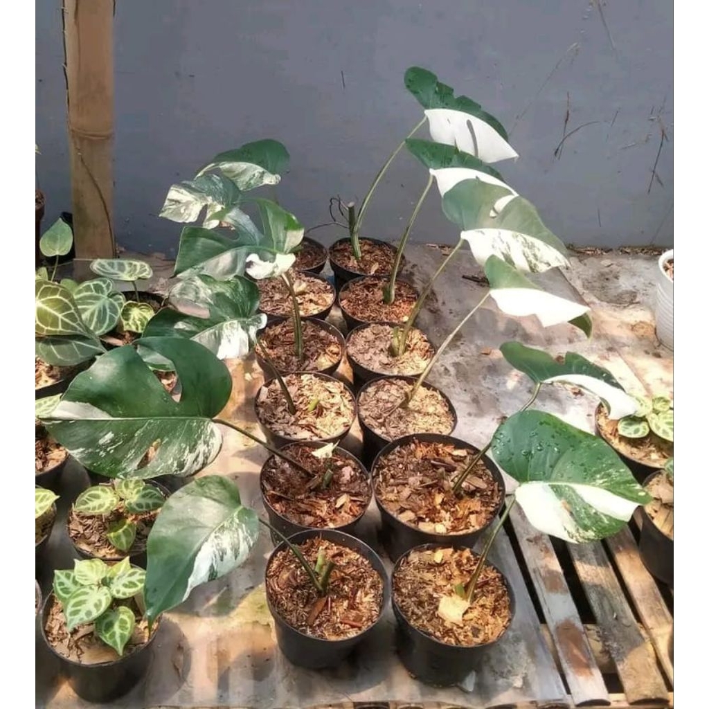 Monstera Varigata ekonomis