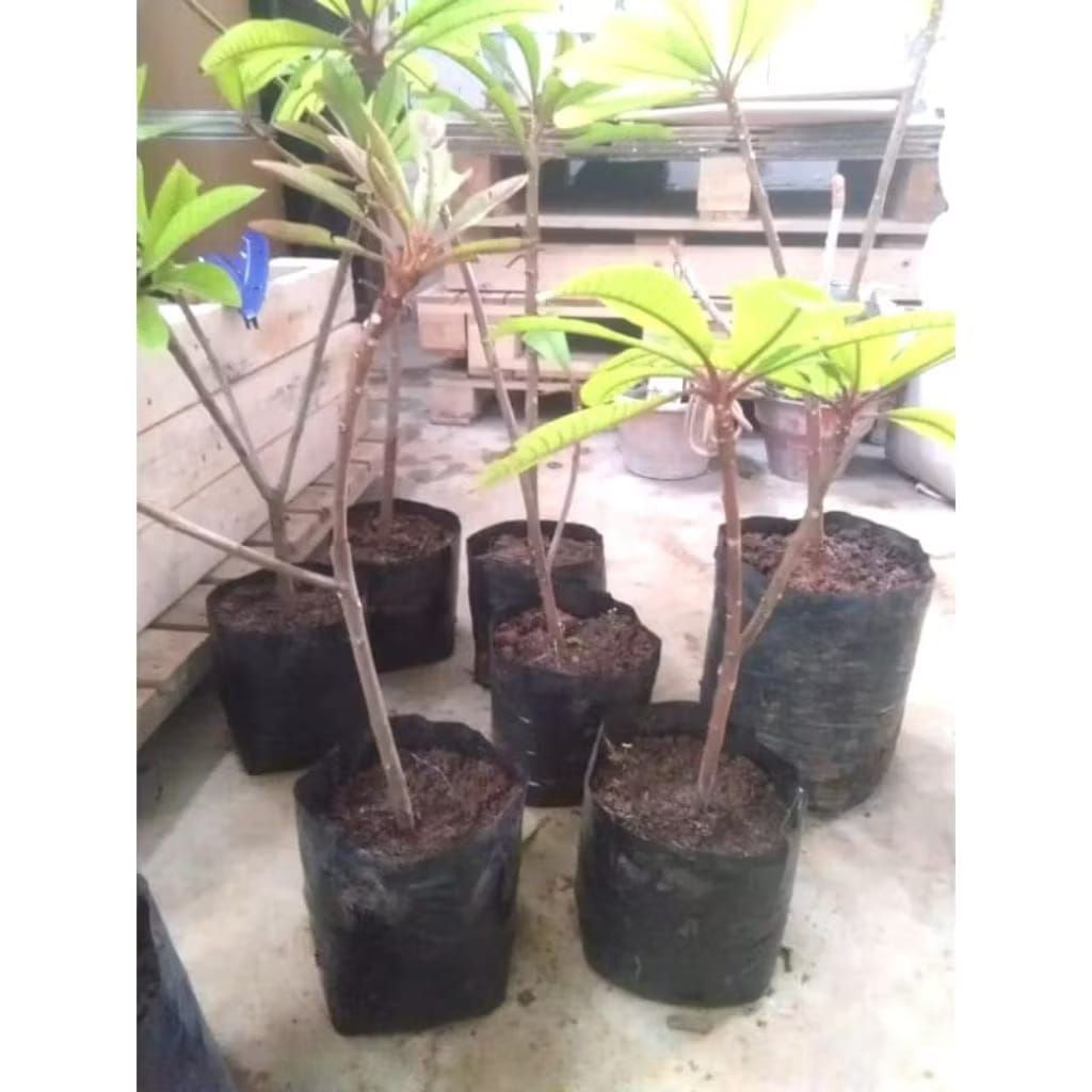 mame sapote,bibit mame sapote, bibit sawo raksasa.mame sapote magana, lorito,Pace dll