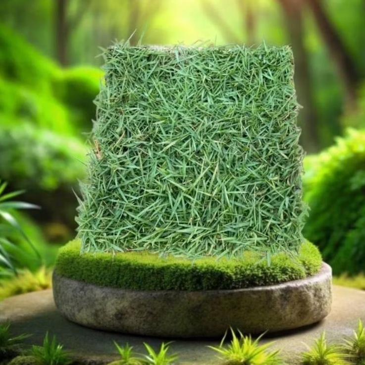 Rumput swiss Rumput Hias Untuk Taman / Makam / Kuburan