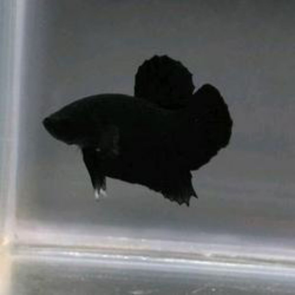 CUPANG FULL BLACK