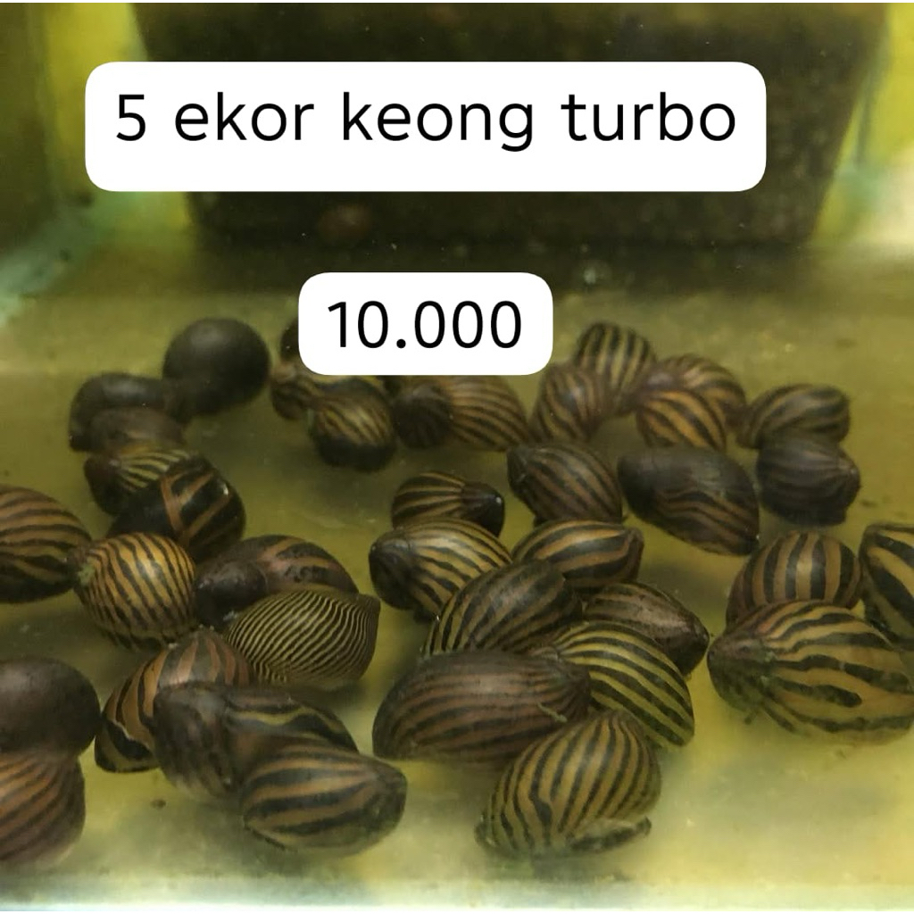 keong turbo per 5 ekor, keong hias Air Tawar, akuarium, aquascape, aquatiq