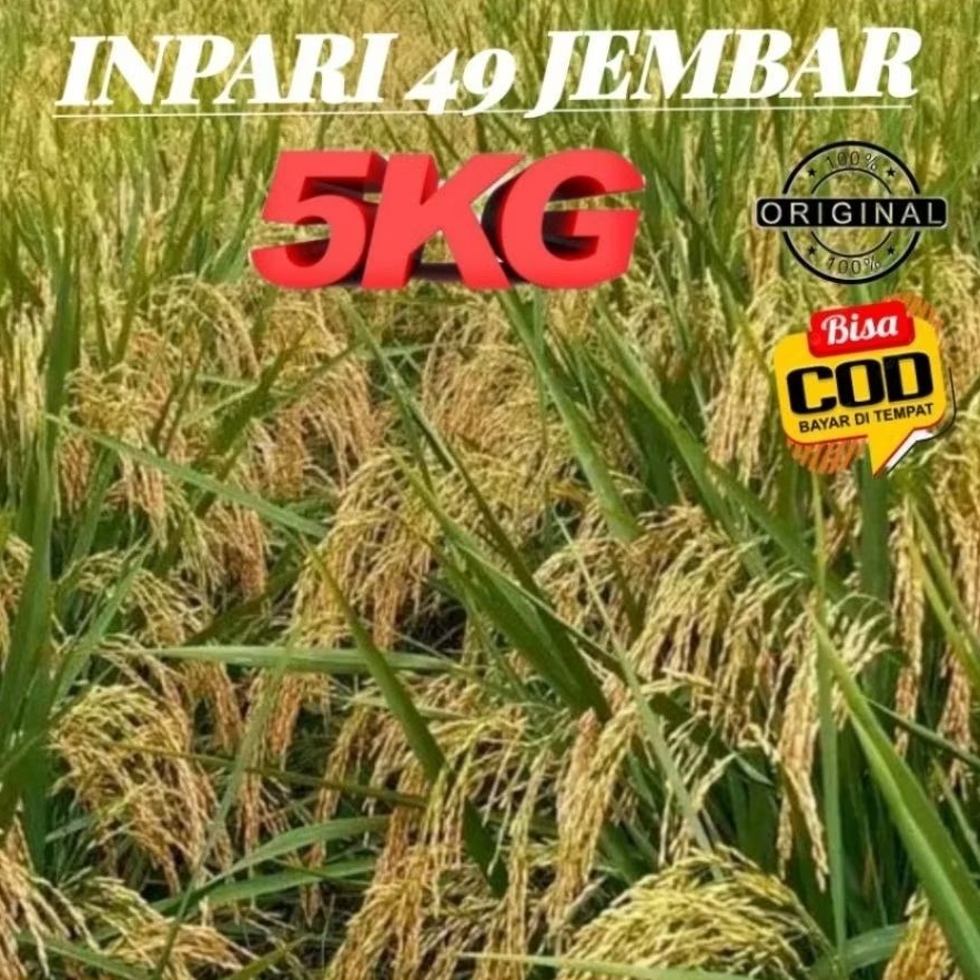 BIBIT BENIH PADI INPARI 49 Original Premium 5kg