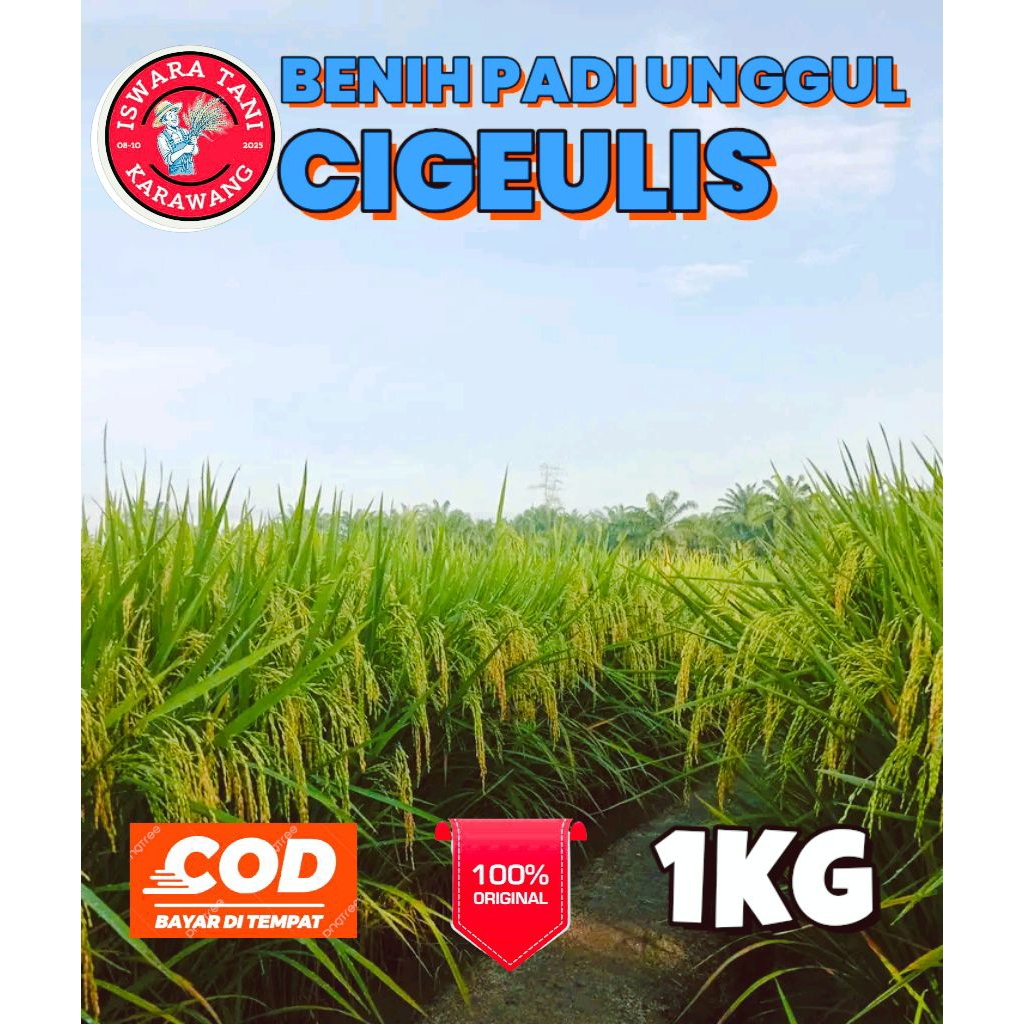 BENIH PADI UNGGUL BERKUALITAS CIGEULIS KEMASAN 1KG